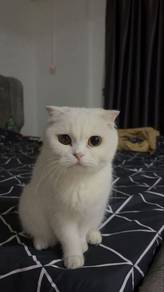 Scottish Fold Solid White Female