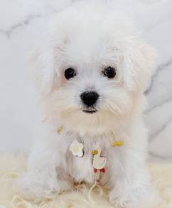 Bichon