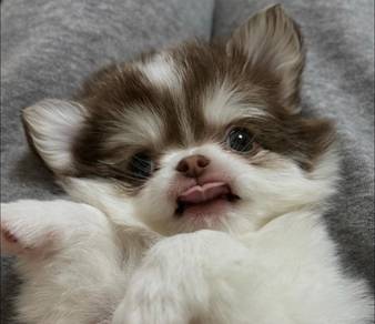 Chihuahua