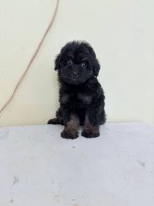 pretty Maltipoo 👉🏻 Female