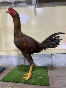 Ayam Phama