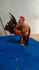 ayam serama