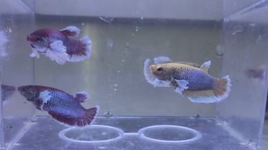 Dumbo betta fish female ikan laga
