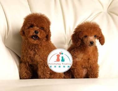 Poodle Toy