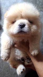 Chow Chow