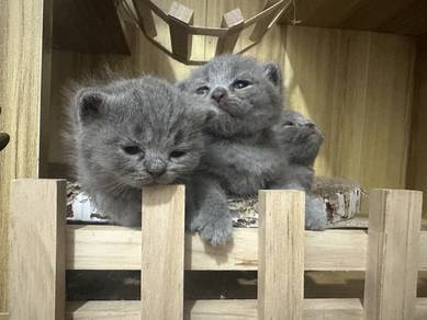 british shorthair cat