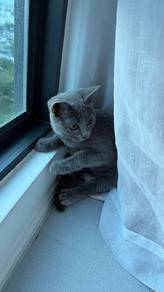 British shorthair