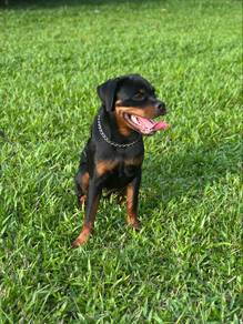 Rottweiler