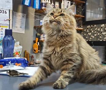 Mainecoon male 1 years old 
