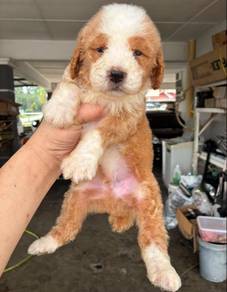 Giant Poodle