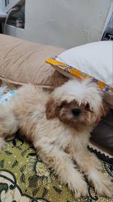 Cute Shitzu puppy to let go