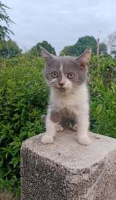 Bsh kitten (Non cert)