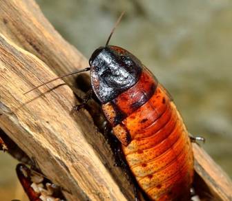 Madagascar Hissing Roaches