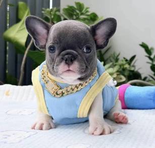FRENCH BULLDOG PUPPIES 7S74🌻 Available Female