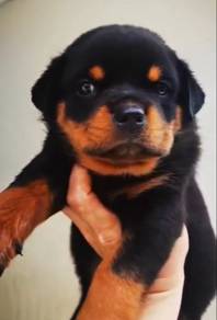 Rottweiler