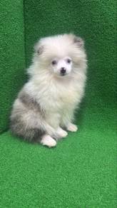 Blue Merle Blue Eyes Male Pomeranian Puppy