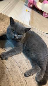 British shorthair 