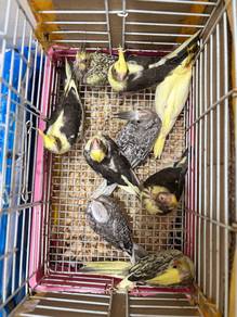 burung cockatiel baby bird parrot