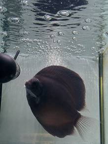 Discus