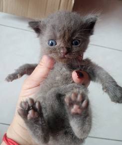 BSH mix (kitten)