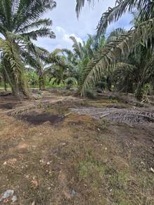 Agricultural Land in Pontian, JHR