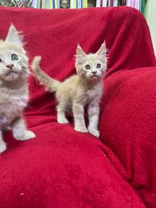 Maine coon