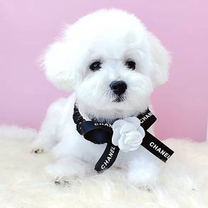 Maltipoo