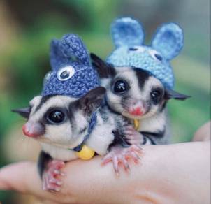 Sugar Glider Austrlia Manje Set Pakej Jimat