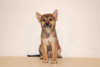 x44 Charming Shiba Puppy