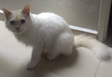 kucing jantan ragdoll