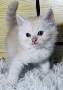 Persian Flat Face x Maine Coon kitten