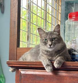 Female cat, not vaksin