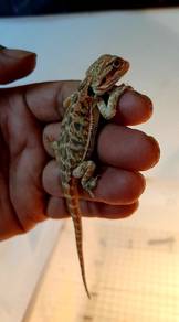 Bearded Dragon 