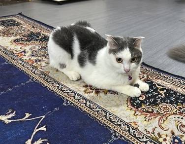 Bsh mix scottish fold