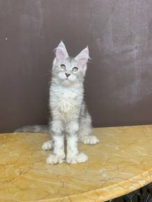 Maincoon sliver tabby (tapak besar)