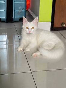 Mainecoon white Female