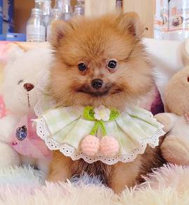 Pomeranian