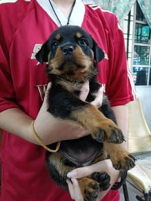 Rottweiler available24