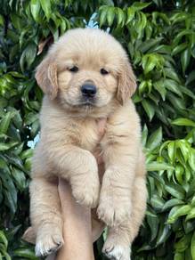Golden Retriver