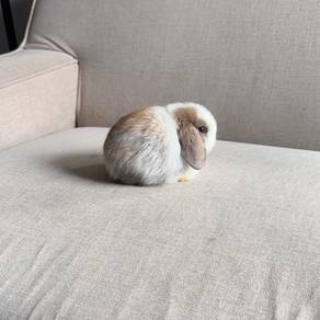 Holland lop bunny ear lop rabbit arnab