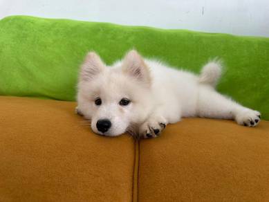 Samoyed