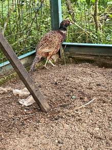 Seekor Burung Kuang Betina Ingin Dilepaskan