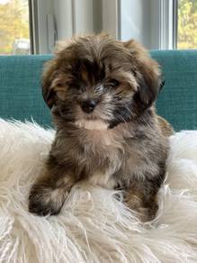 Kissy-faced Maltipoo tiny cute fluffy companian pu