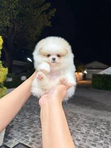 Pomeranian Parti Male Puppy