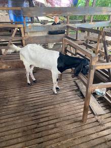 kambing betina