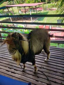 Kambing bapak kandang dan 2 teruna