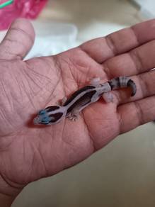 Whiteout Oreo Zero Gecko