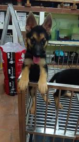 Jerman Shepherd Female 
