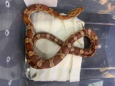 Corn Snake - Abbot Okeetee