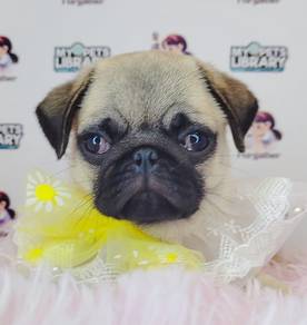 Pug
